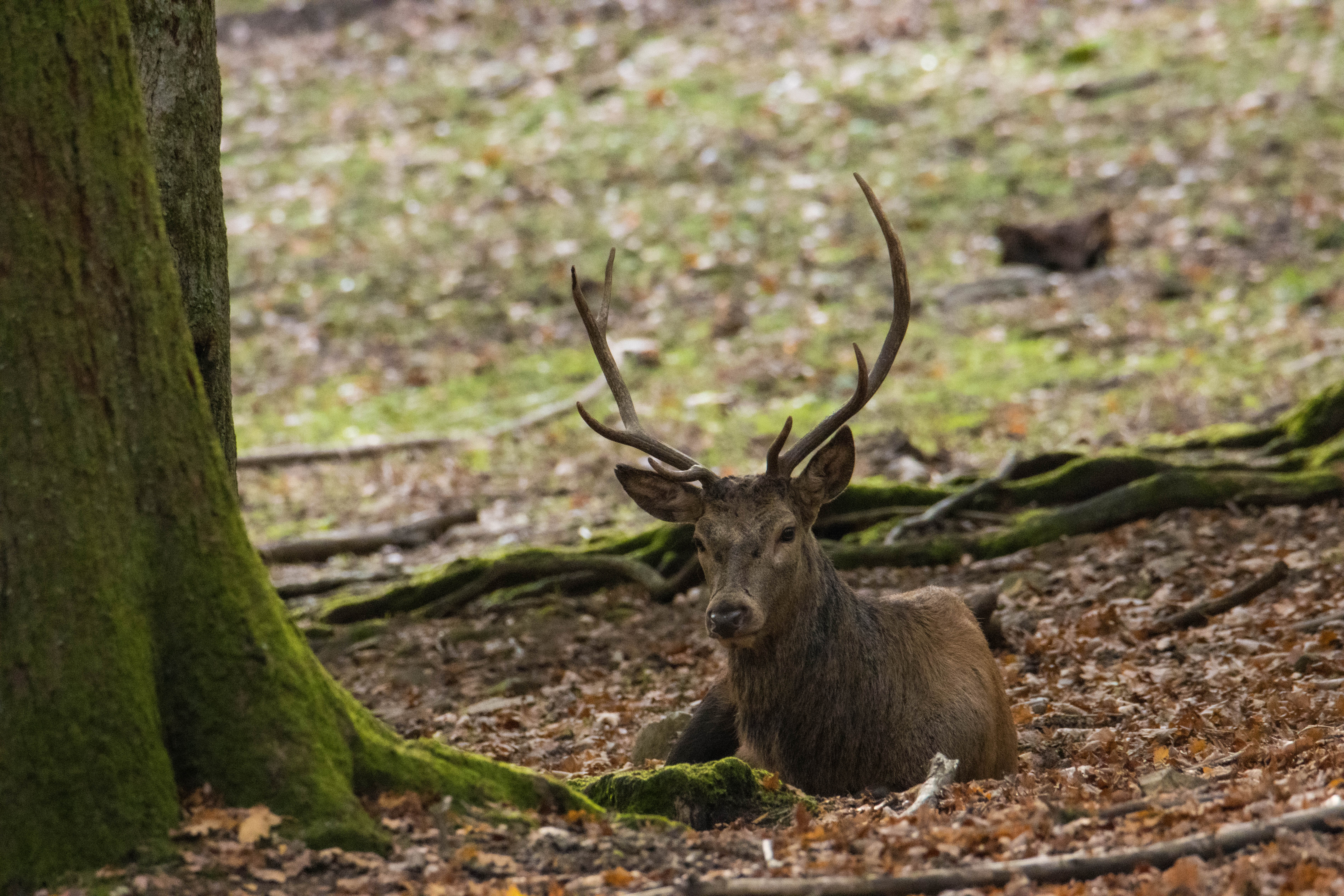 Cerf élaphe-_MG_3920.jpg